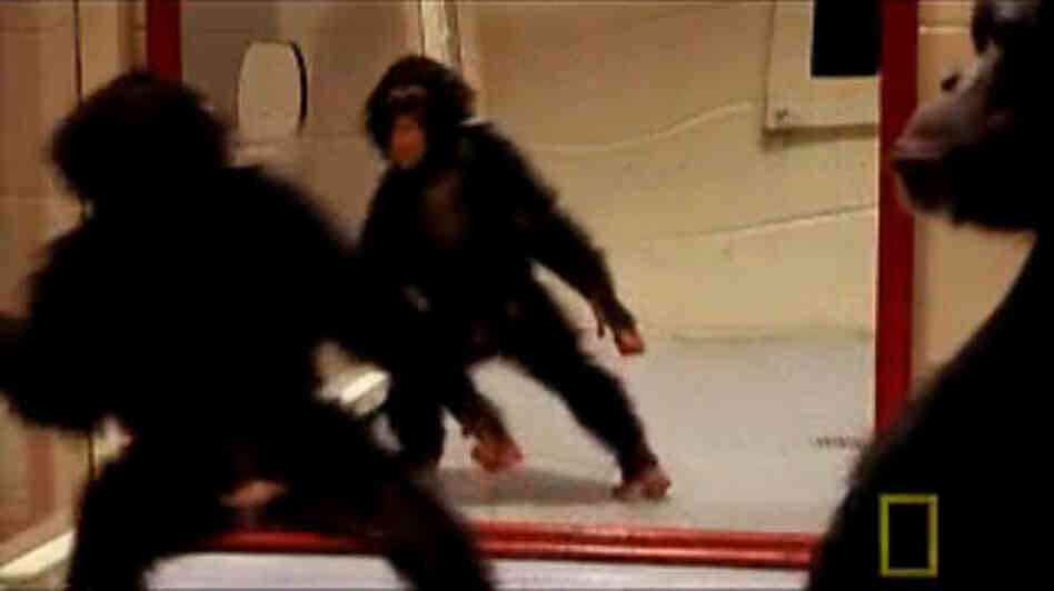 A baby chimp playing in front of a mirror.