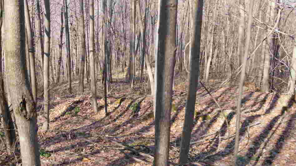 One of the many trenches on Blair Mountain where coal company operatives fired at protesting miners.