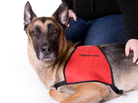 Most service animals undergo intensive training before receiving certification. Some pet owners are now going online to "register" their companion as "service animals." Most service animals undergo intensive training before receiving certification. Some pet owners are now going online to "register" their companion as "service animals."