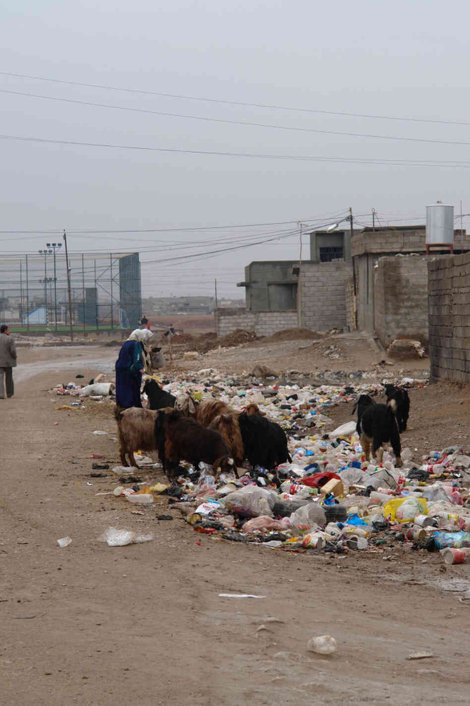 Goats feed on trash in a slum in Kirkuk. Goats feed on trash in a slum in Kirkuk.