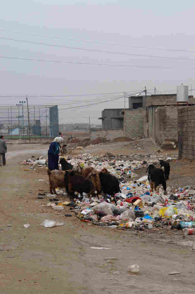 Goats feed on trash in a slum in Kirkuk. Goats feed on trash in a slum in Kirkuk.