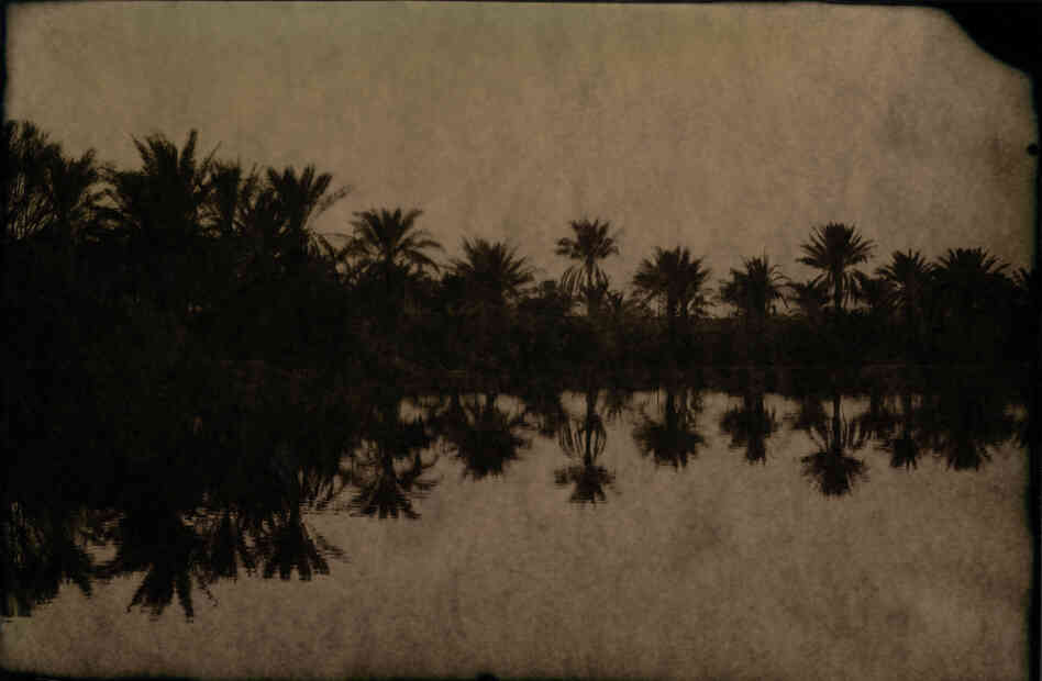 Palms, 2007 Palms, 2007