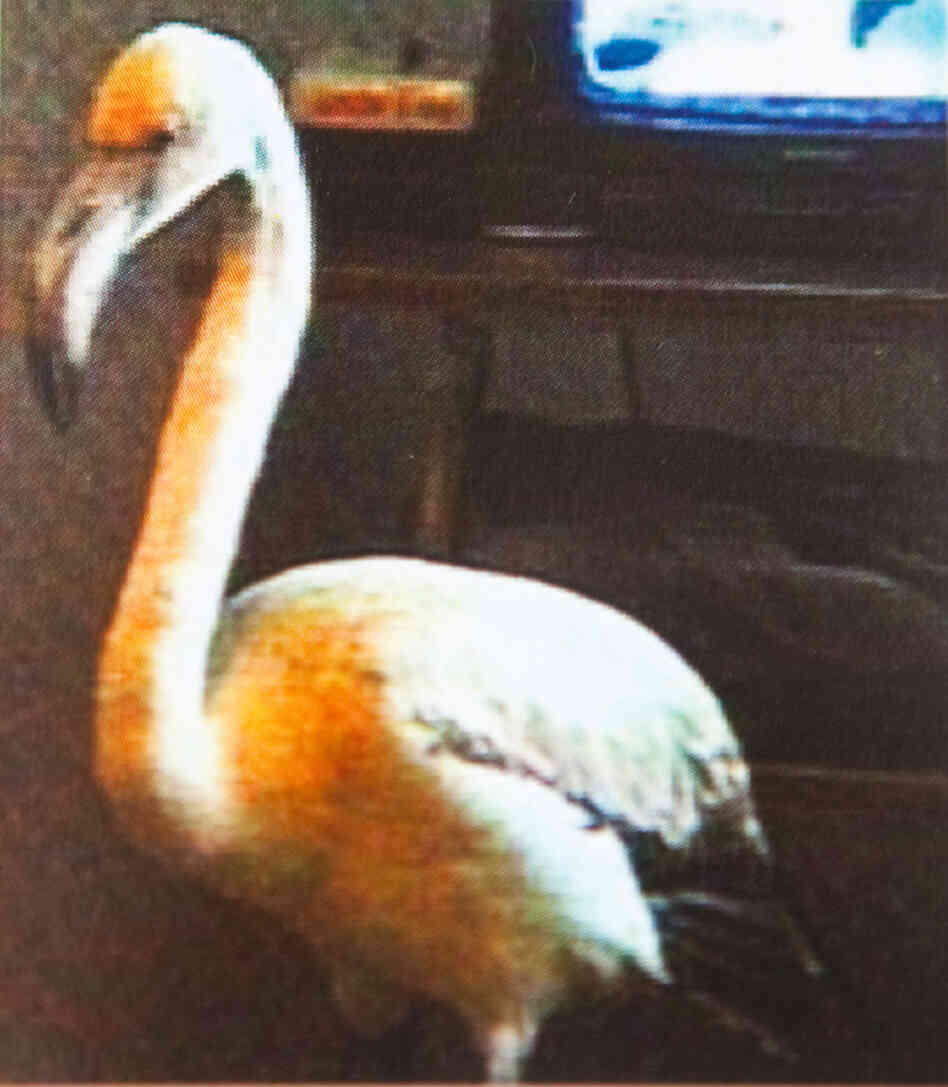The flamingo in the Muravyev's apartment.
