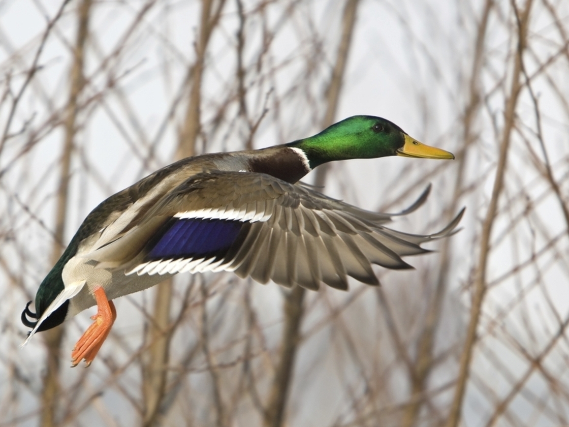 Duck flying. iStockphoto.com