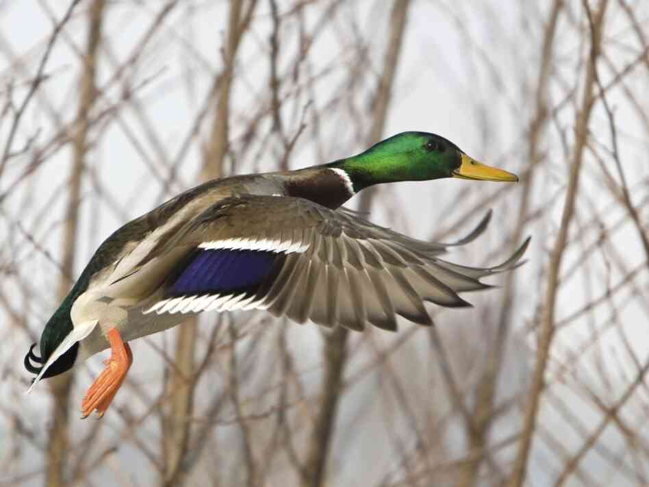 Duck flying. iStockphoto.com