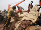 Ivorian workers empty bags of cocoa beans in Abidjan in January, 2011. Ivorian workers empty bags of cocoa beans in Abidjan in January, 2011.