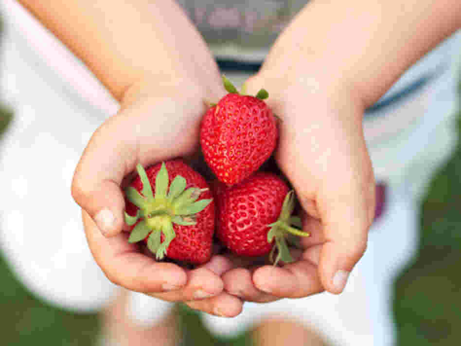According to Dr. Lidy Pelsser's study, 64 percent of children diagnosed with ADHD are actually experiencing a hypersensitivity to food. According to Dr. Lidy Pelsser's study, 64 percent of children diagnosed with ADHD are actually experiencing a hypersensitivity to food.