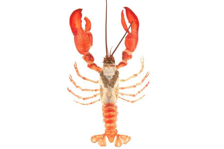 This lobster — without the shell — is found in the third volume, Animals and Plants. The two chapters examine how various cooking techniques affect food and how chefs can make the most of their ingredients.