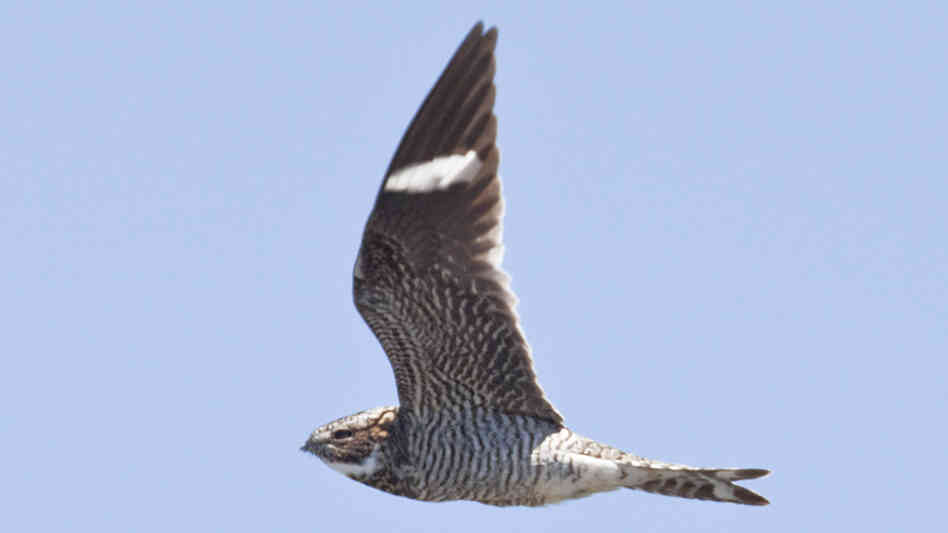 Nighthawks are known for their repeated "peent" call as they hunt for flying insects.