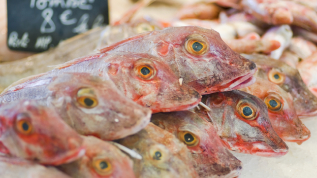Eating a few mullet like these could be good for your eyes.