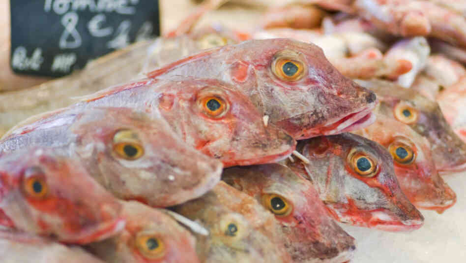 Eating a few mullet like these could be good for your eyes.