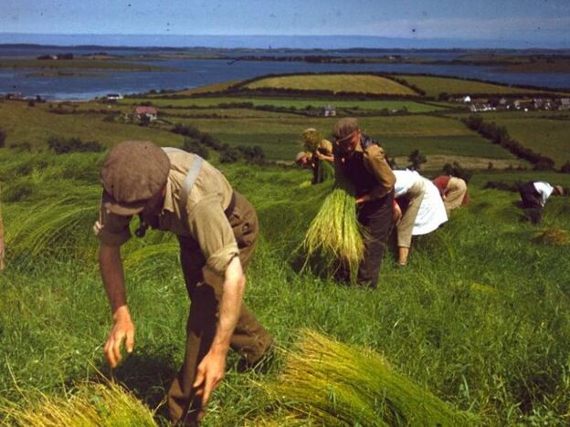 Harvesting flax, County Down, Northern Ireland, 1948