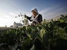 Chiyoko Kaizuka, 83-year-old farmer, weeds a spinach field March 20, in Moriya, Ibaraki prefecture. Chiyoko Kaizuka, 83-year-old farmer, weeds a spinach field March 20, in Moriya, Ibaraki prefecture.
