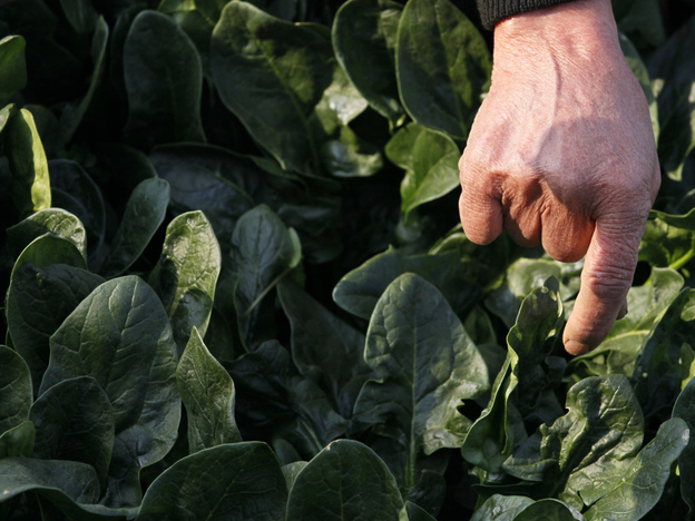 Chiyoko Kaizuka, 83-year old farmer, weeds a spinach field in Moriya.