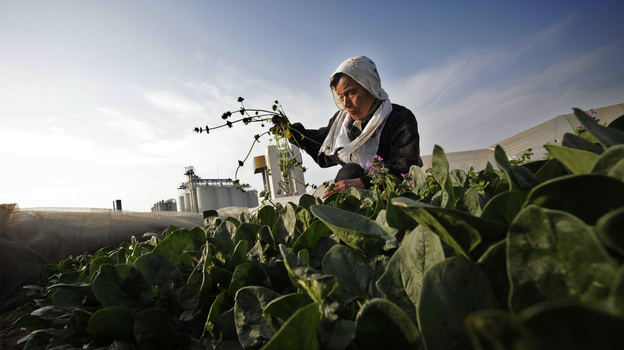 Chiyoko Kaizuka, 83-year-old farmer, weeds a spinach field March 20, in Moriya, Ibaraki prefecture.