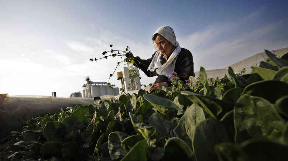 Chiyoko Kaizuka, 83-year-old farmer, weeds a spinach field March 20, in Moriya, Ibaraki prefecture.