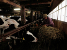 A woman feeds her cattle at a farm in Futamata, Fukushima prefecture, March 20, 2011. A woman feeds her cattle at a farm in Futamata, Fukushima prefecture, March 20, 2011.
