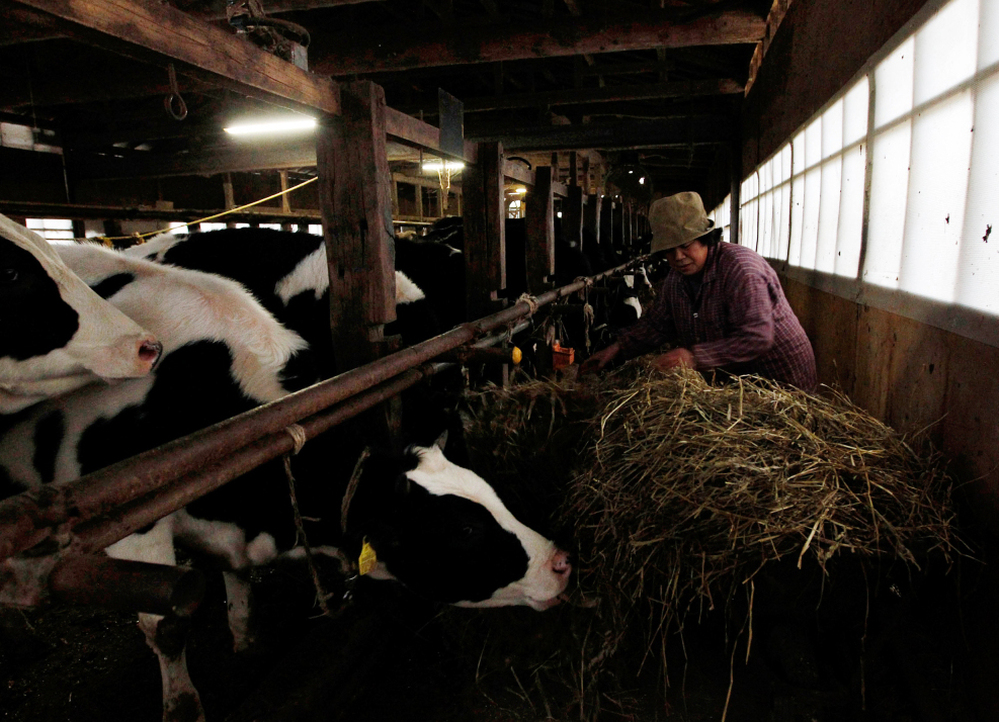 A woman feeds her cattle at a farm in Futamata, Fukushima prefecture, March 20, 2011.