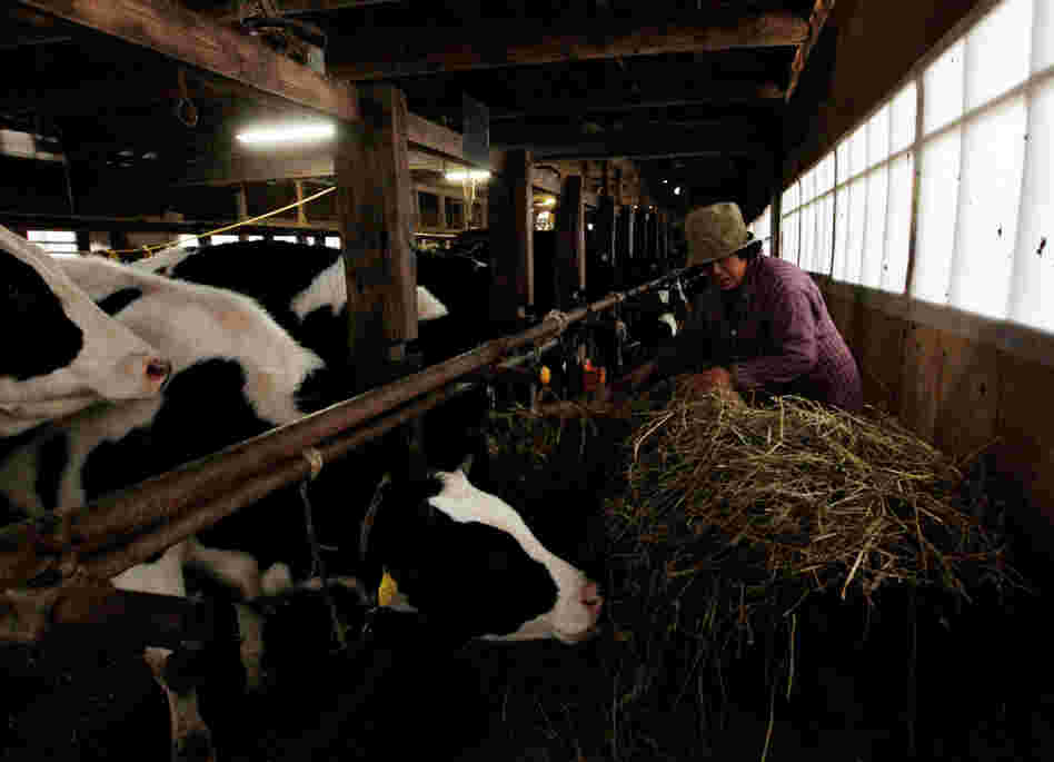 A woman feeds her cattle at a farm in Futamata, Fukushima prefecture, March 20, 2011.
