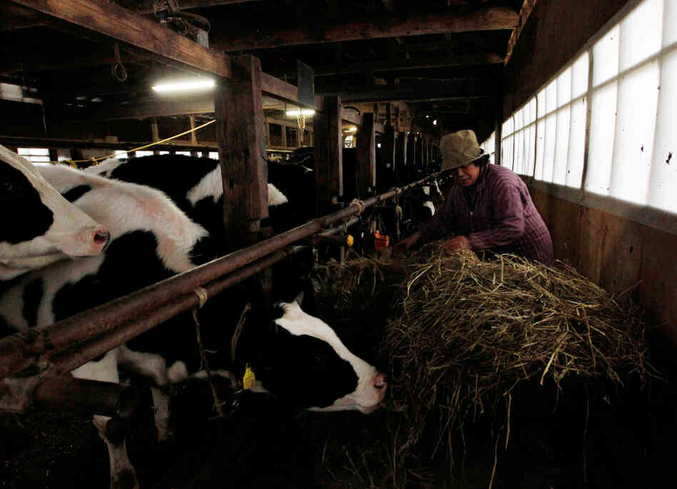 A woman feeds her cattle at a farm in Futamata, Fukushima prefecture, March 20, 2011.