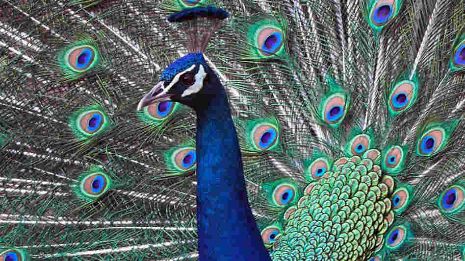 Like a peacock fanning his feathers, strut your knowledge of birds and classical music by acing this puzzler. Like a peacock fanning his feathers, strut your knowledge of birds and classical music by acing this puzzler.