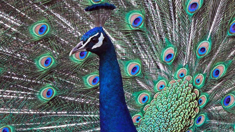 Like a peacock fanning his feathers, strut your knowledge of birds and classical music by acing this puzzler. Like a peacock fanning his feathers, strut your knowledge of birds and classical music by acing this puzzler.