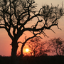 The sun setting over the African bush The sun setting over the African bush