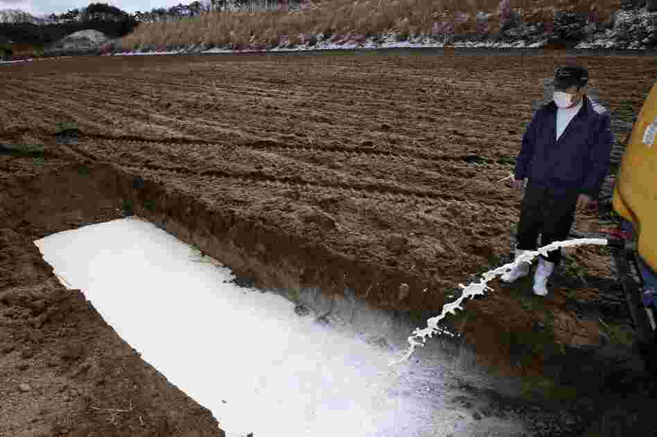 Dairy farmer Kenichi Hasegawa dumps milk in a corn field in Iitatemura, Fukushima prefecture, on Wednesday. 