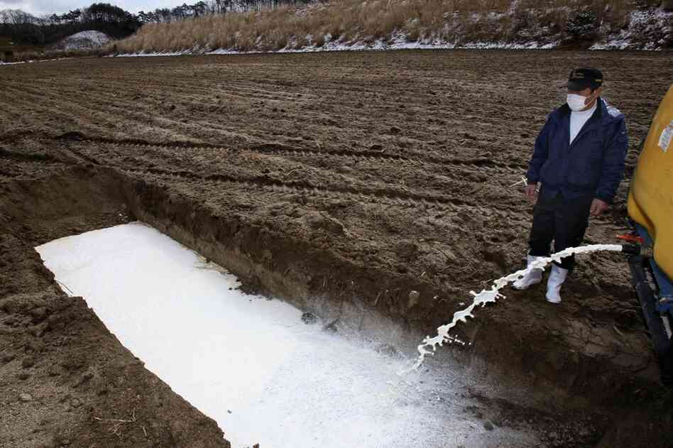 Dairy farmer Kenichi Hasegawa dumps milk in a corn field in Iitatemura, Fukushima prefecture, on Wednesday. 