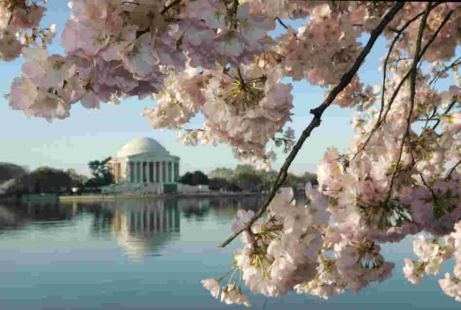 Cherry trees bloom in Washington, D.C.'s tidal basin, with the Jefferson monument in the background. Japan gave 3,000 trees as a gift to the U.S. in 1912.