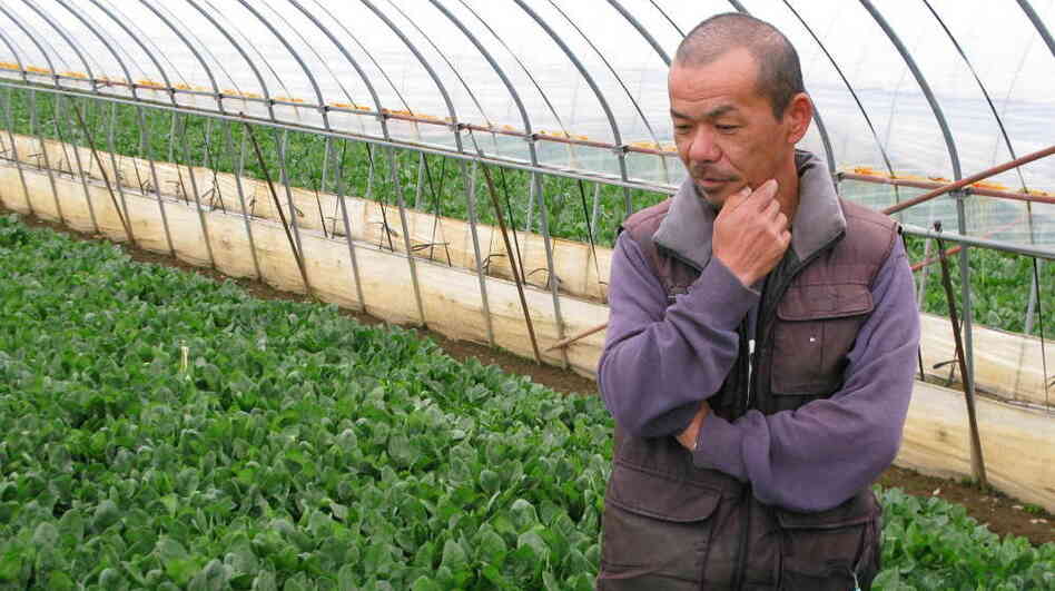 Keiji Nagashima has been farming spinach in Ibaraki prefecture for 25 years but will be destroying this year's crop because of fears of radiation exposure. "I can't have a life without the spinach," he says. Keiji Nagashima has been farming spinach in Ibaraki prefecture for 25 years but will be destroying this year's crop because of fears of radiation exposure. "I can't have a life without the spinach," he says.