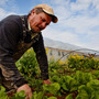Zach Lester, seen here working in the field of Tree and Leaf Farm, grew the kale, chef Todd Woods cooked it, and Your Health podcast host Rebecca Davis got to eat it.