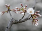 A cherry blossom in Washington, D.C. A cherry blossom in Washington, D.C.