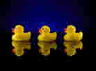 In 1992, 28,800 rubber ducks were lost at sea. What happened to them is the subject of Donovan Hohn's book Moby-Duck.