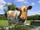 Cows that consume feed, grass or water contaminated with radioactive iodine-131 can concentrate the element in their milk. Cows that consume feed, grass or water contaminated with radioactive iodine-131 can concentrate the element in their milk.