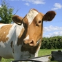 A small dose of radioactive iodine in milk from Washington state poses no health risk.