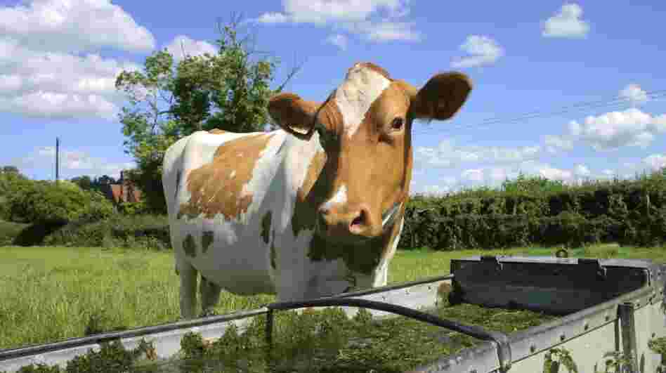 Cows that consume feed, grass or water contaminated with radioactive iodine-131 can  concentrate the element in their milk.