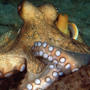 Sex, Drugs, and Sea Slime: The Ocean's Oddest Creatures Sex, Drugs, and Sea Slime: The Ocean's Oddest Creatures