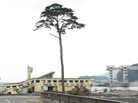 When a massive earthquake struck Japan on March 11, triggering a tsunami, the city of Rikuzentakata's famous pine trees were wiped away — except for this one. Now it is a symbol of hope for a devastated nation. When a massive earthquake struck Japan on March 11, triggering a tsunami, the city of Rikuzentakata's famous pine trees were wiped away — except for this one. Now it is a symbol of hope for a devastated nation.