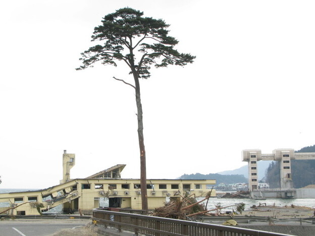 When a massive earthquake struck Japan on March 11, triggering a tsunami, the city of Rikuzentakata's famous pine trees were wiped away — except for this one. Now it is a symbol of hope for a devastated nation.