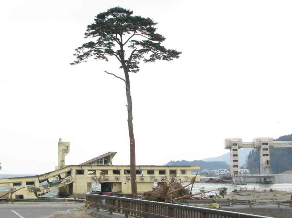When a massive earthquake struck Japan on March 11, triggering a tsunami, the city of Rikuzentakata's famous pine trees were wiped away — except for this one. Now it is a symbol of hope for a devastated nation.