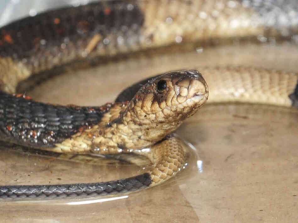 Nearly a week after escaping from its cage, the Bronx Zoo's Egyptian Cobra was found coiled in a dark Reptile House corner. Nearly a week after escaping from its cage, the Bronx Zoo's Egyptian Cobra was found coiled in a dark Reptile House corner.