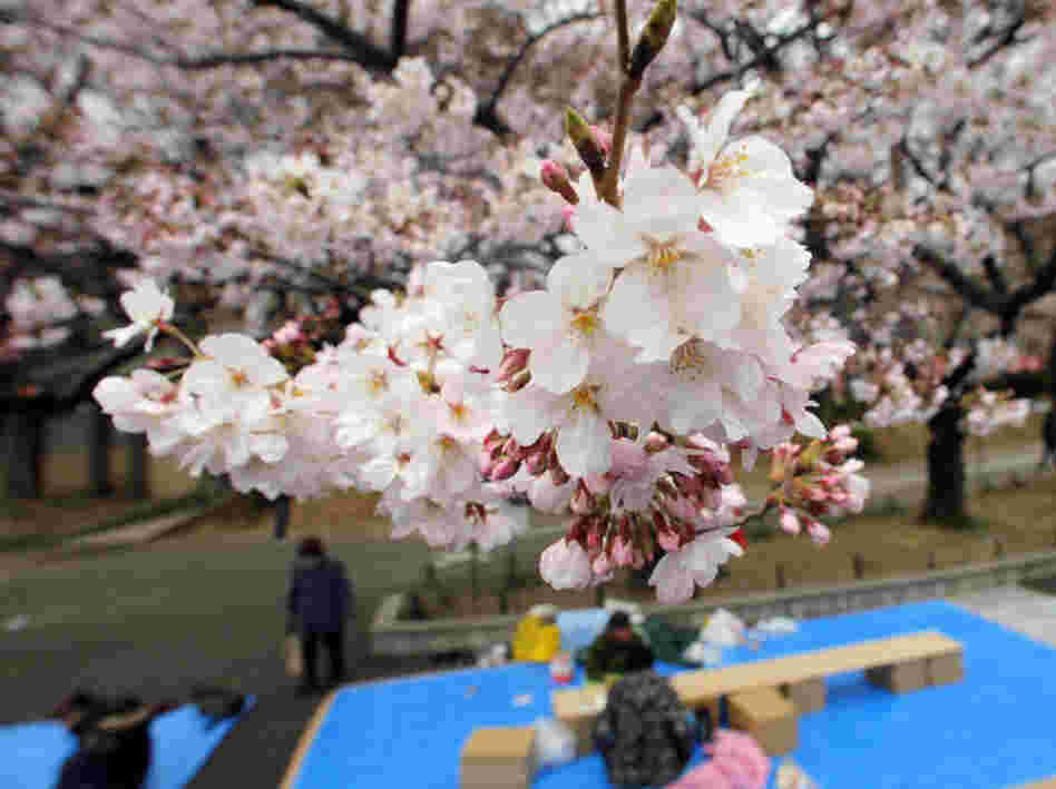 People place sheets on the ground Sunday, awaiting their companions under the cherry trees at Tokyo's Ueno Park. The announcement of Tokyo's cherry-blossom viewing season, normally highly anticipated, has been overshadowed this year by Japan's ongoing crisis.