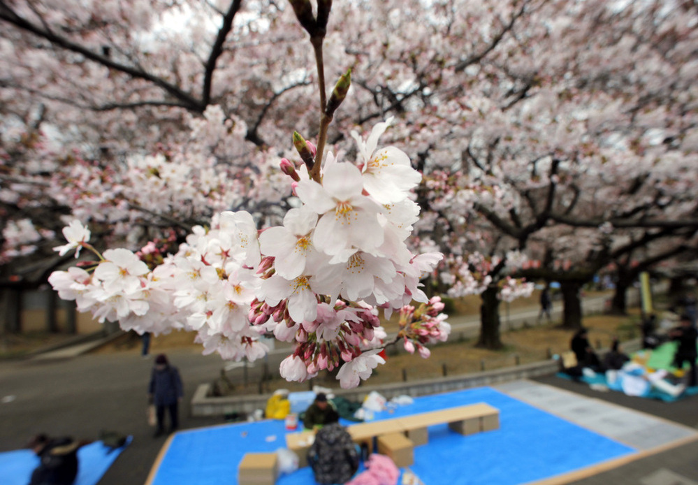 People place sheets on the ground Sunday, awaiting their companions under the cherry trees at Tokyo's Ueno Park. The announcement of Tokyo's cherry-blossom viewing season, normally highly anticipated, has been overshadowed this year by Japan's ongoing crisis.