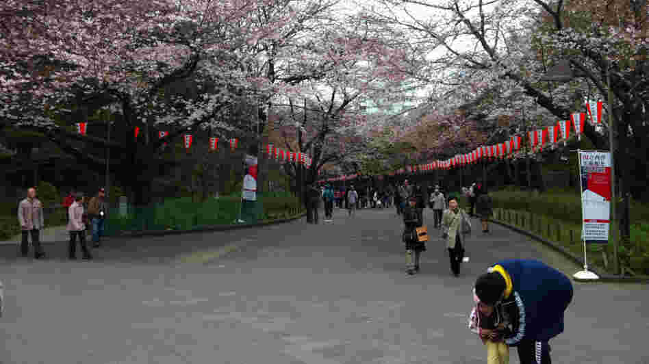 With its bountiful cherry blossoms in full bloom, Ueno Park was a draw for Tokyo residents over the weekend, some of whom ignored discouragement from the city's governor and carried out their annual hanami gatherings despite Japan's crisis.