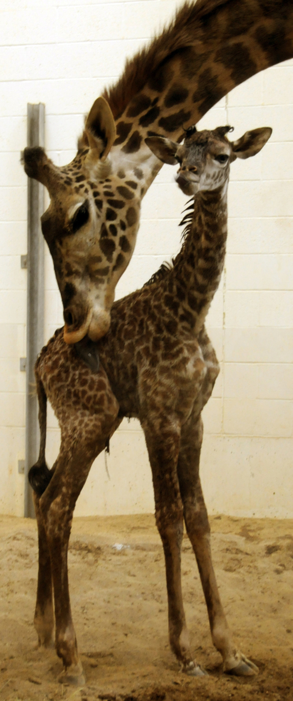 Tessa licks her calf.