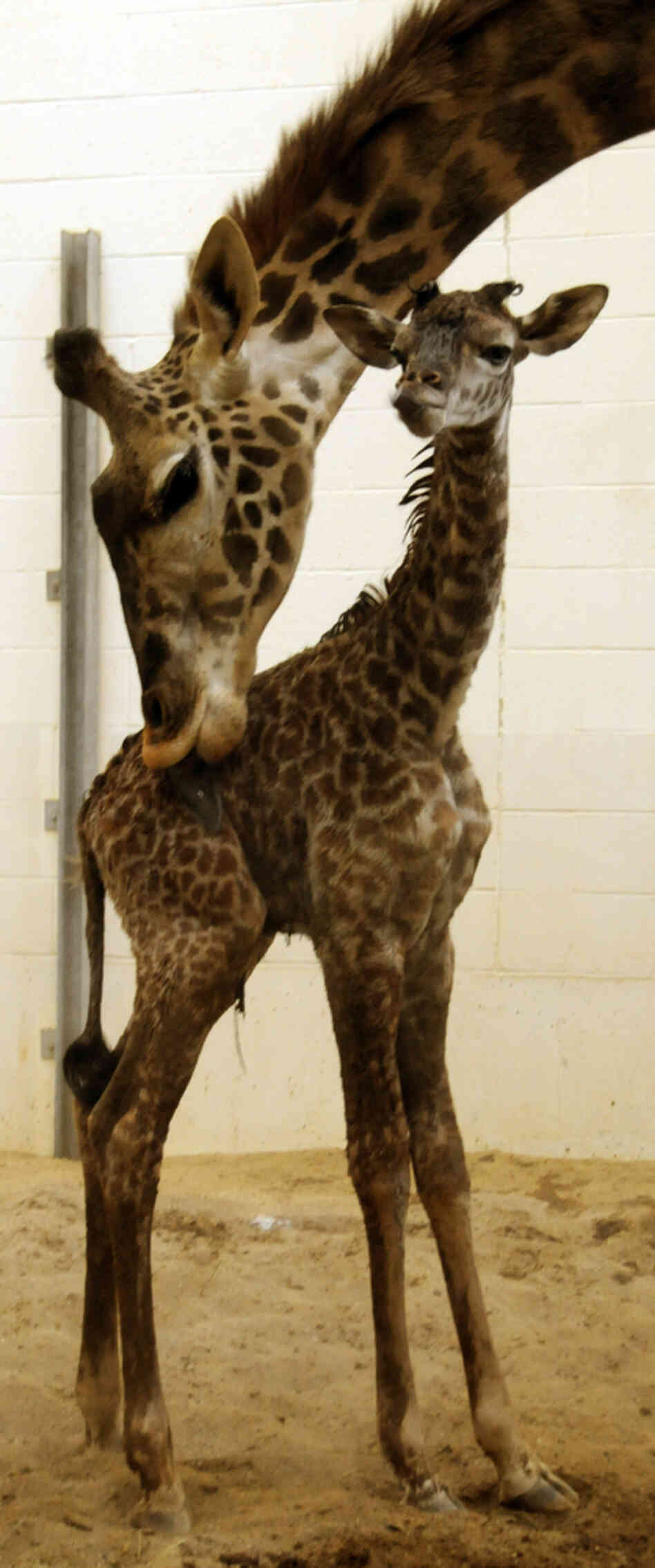 Tessa licks her calf.