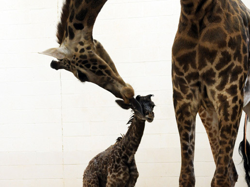 Tessa stretches down to lick her calf.