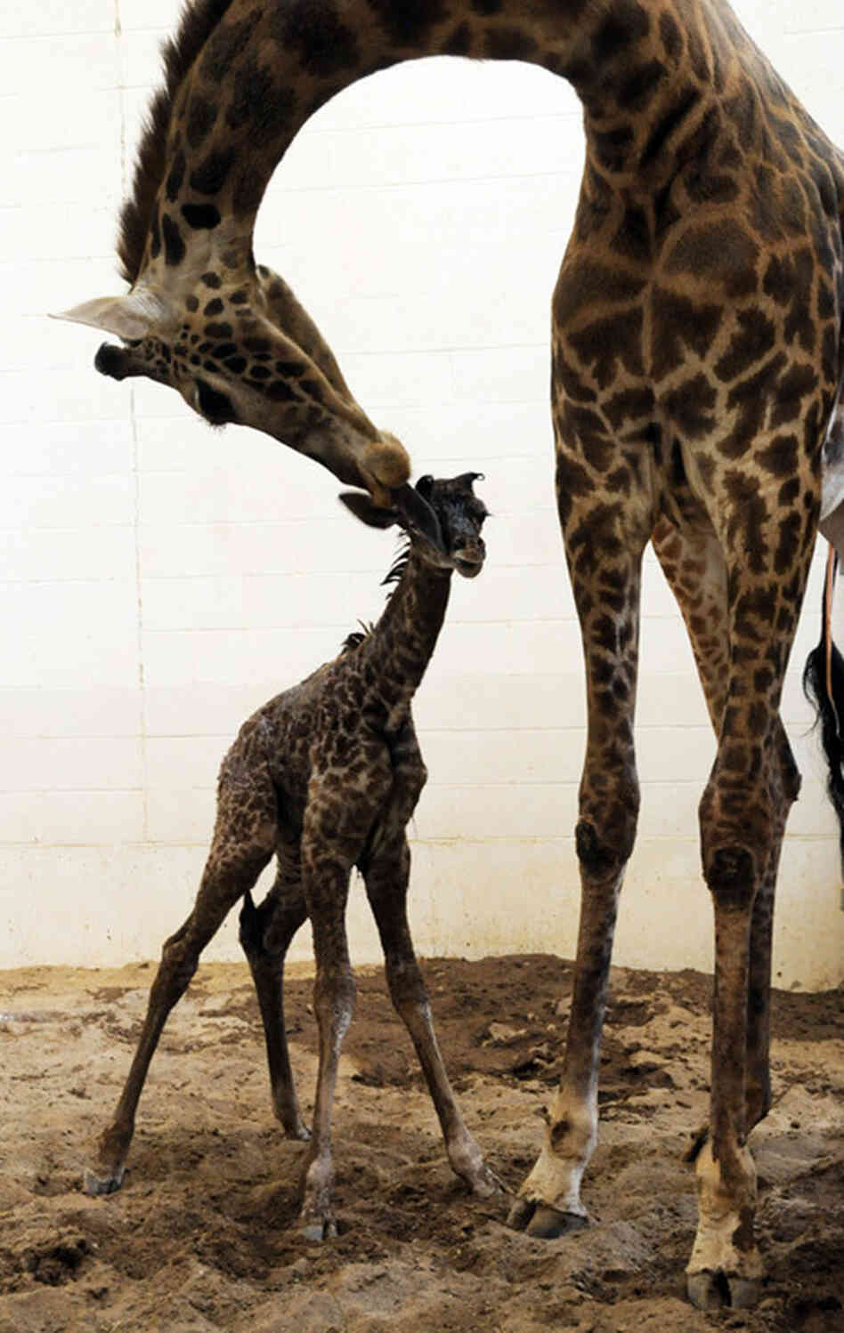 Tessa stretches down to lick her calf.