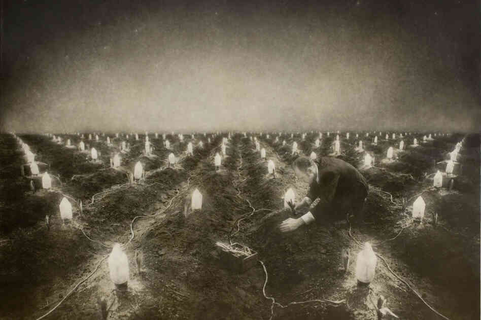 Night Garden